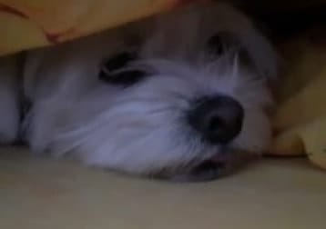 Ciro