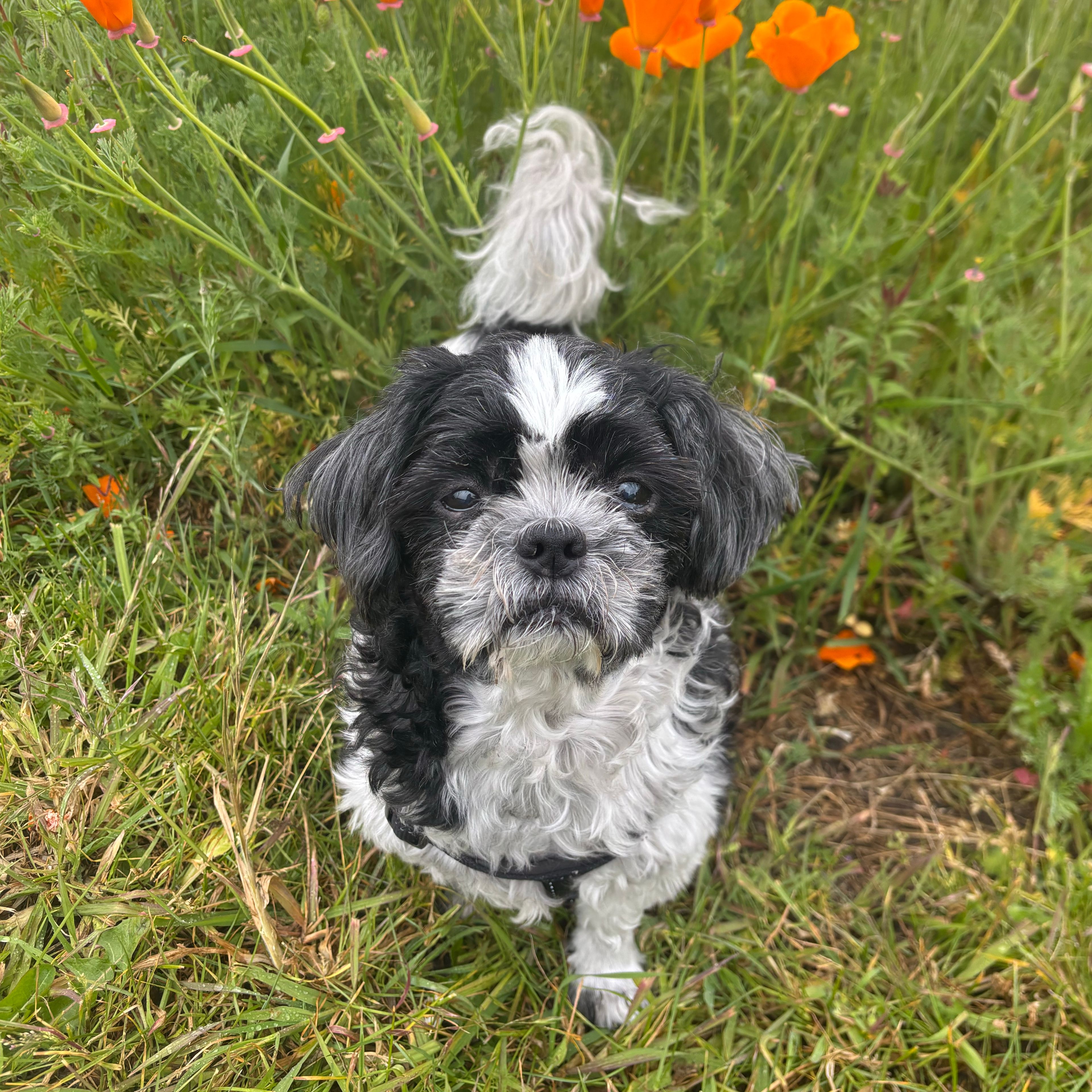 Buddy