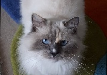 Bella