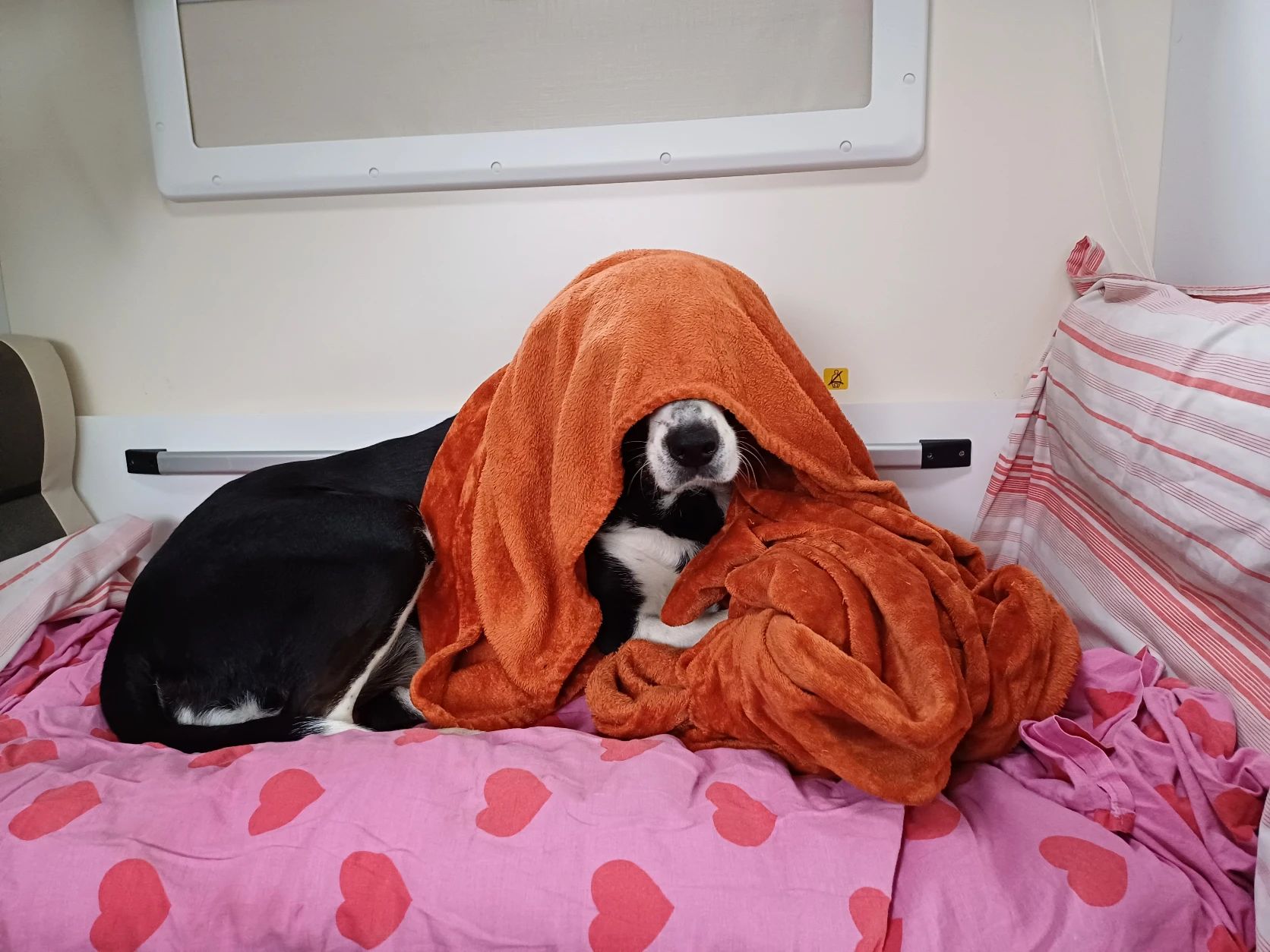image-8