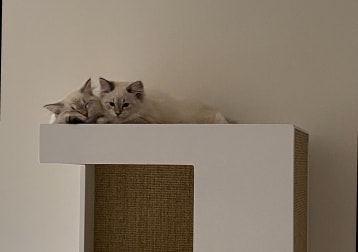 Hugo