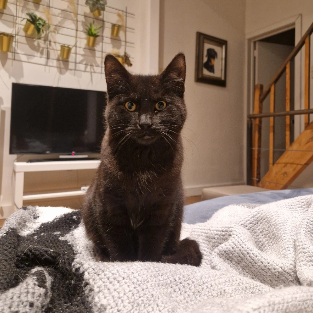 Yvonne