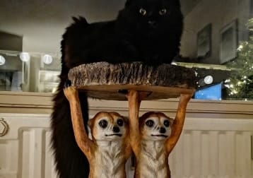 Bagheera