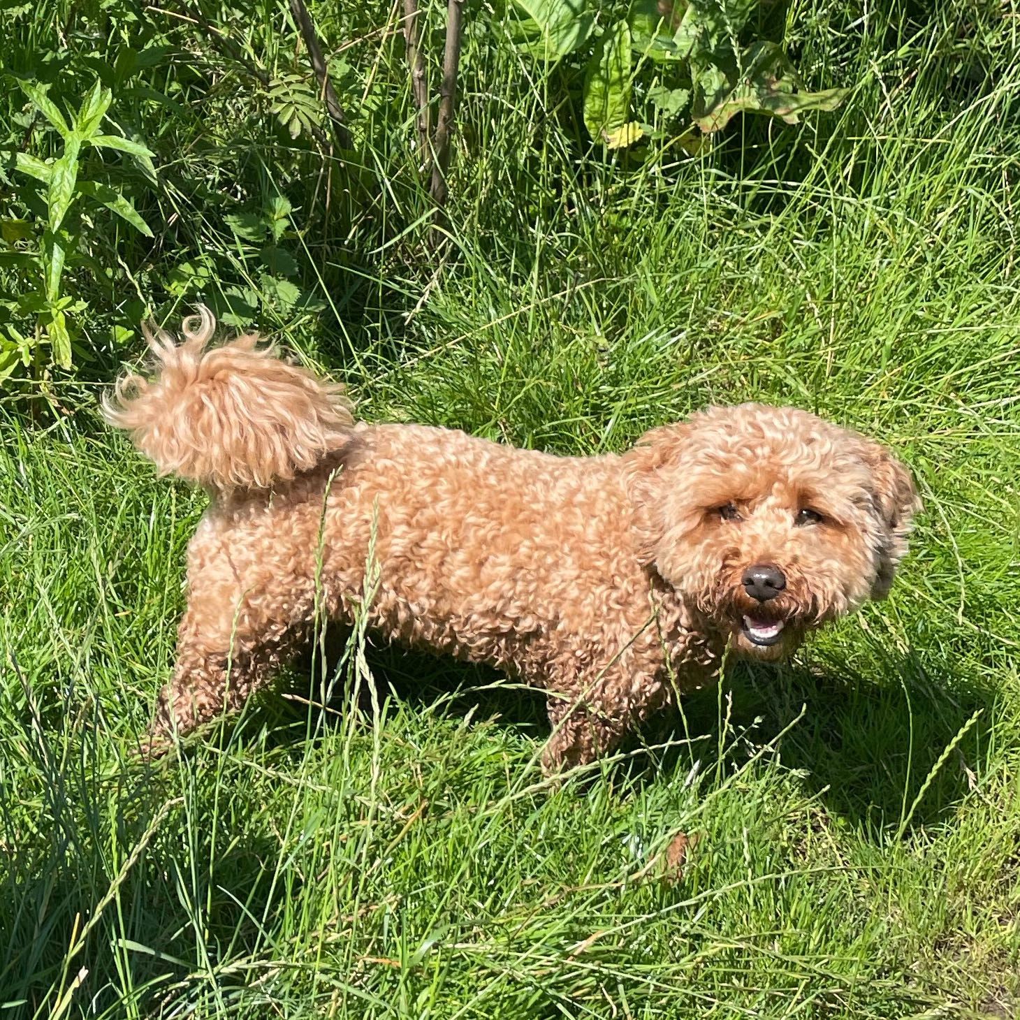 Sjimmie