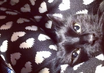 Bagheera Lloyd