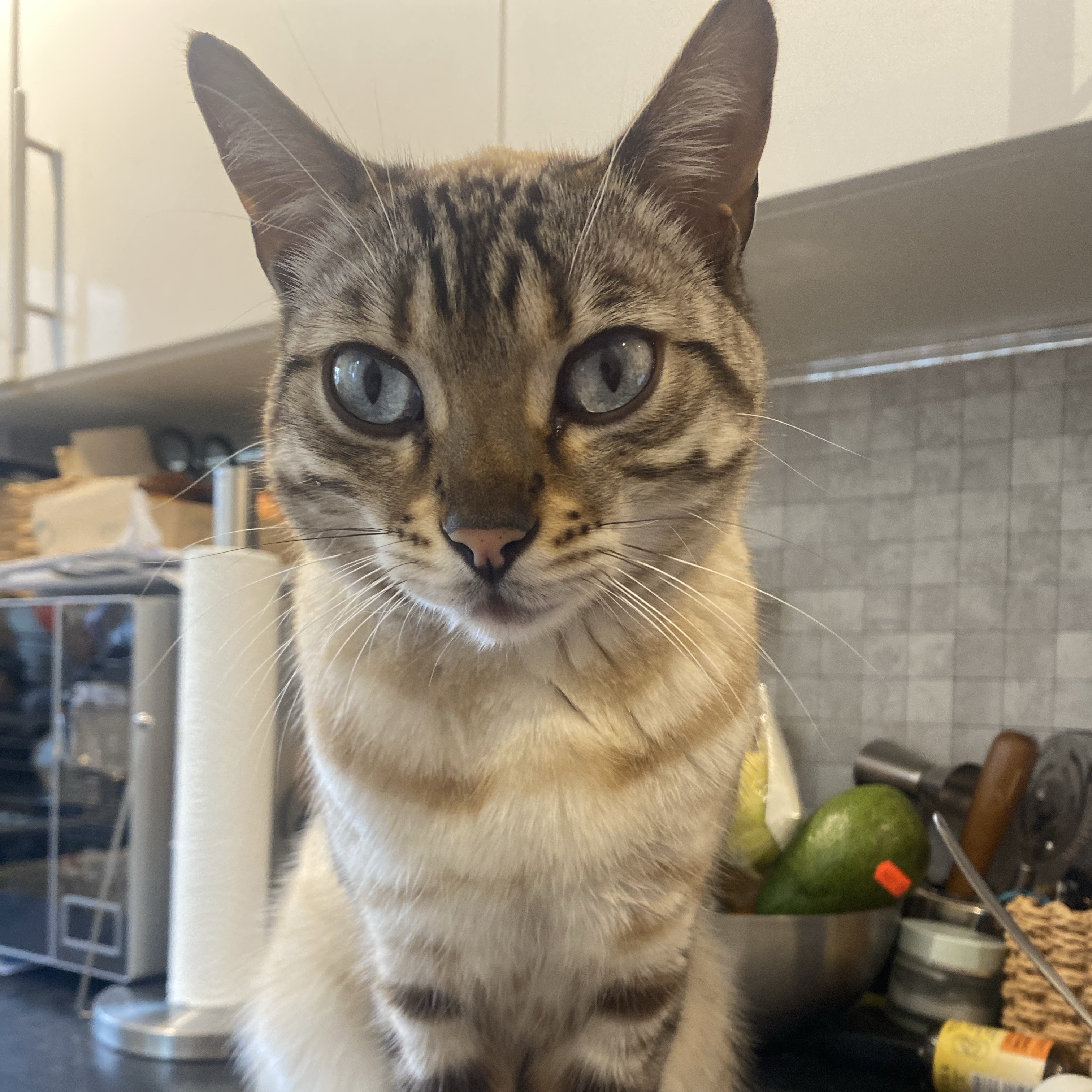 Bastet