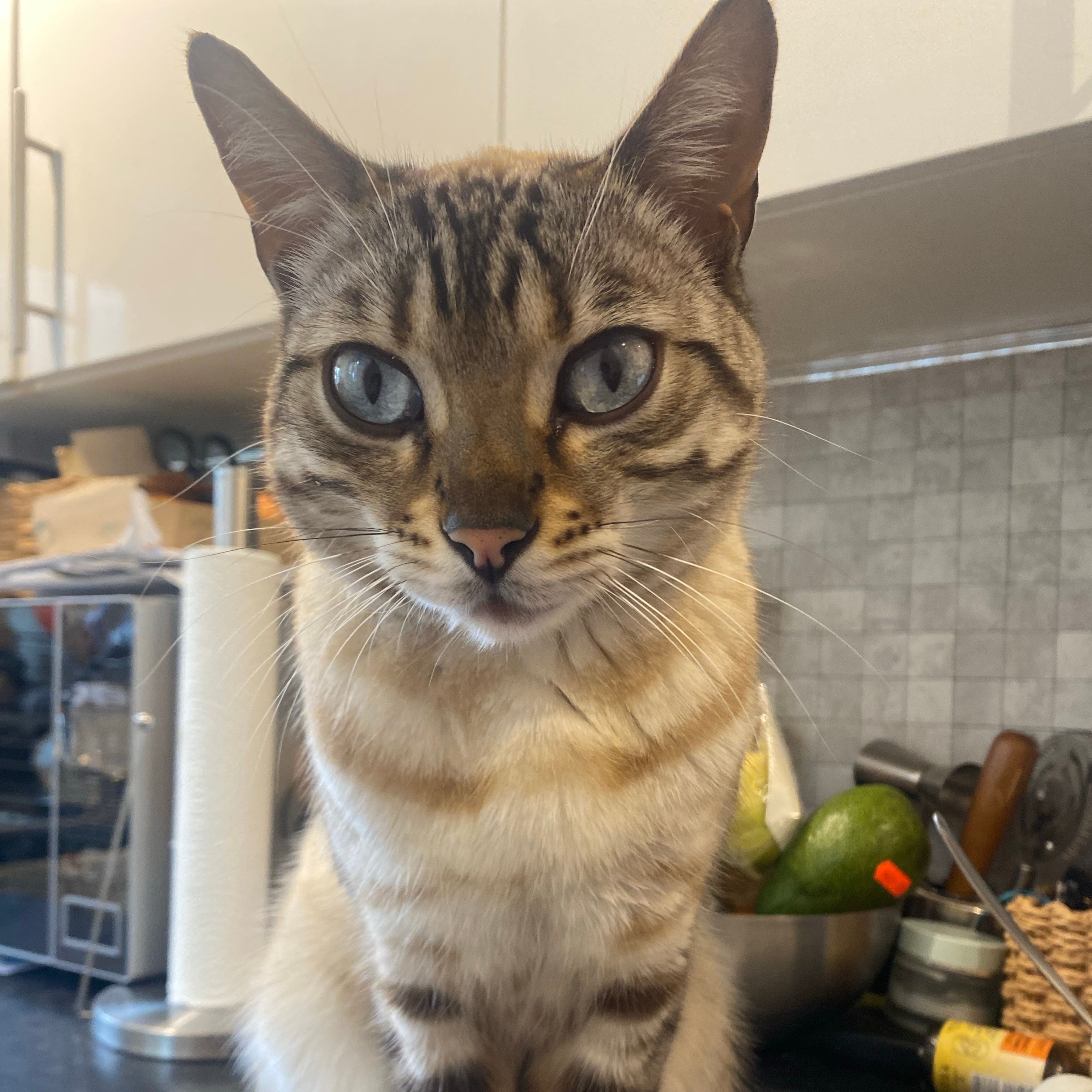 Bastet