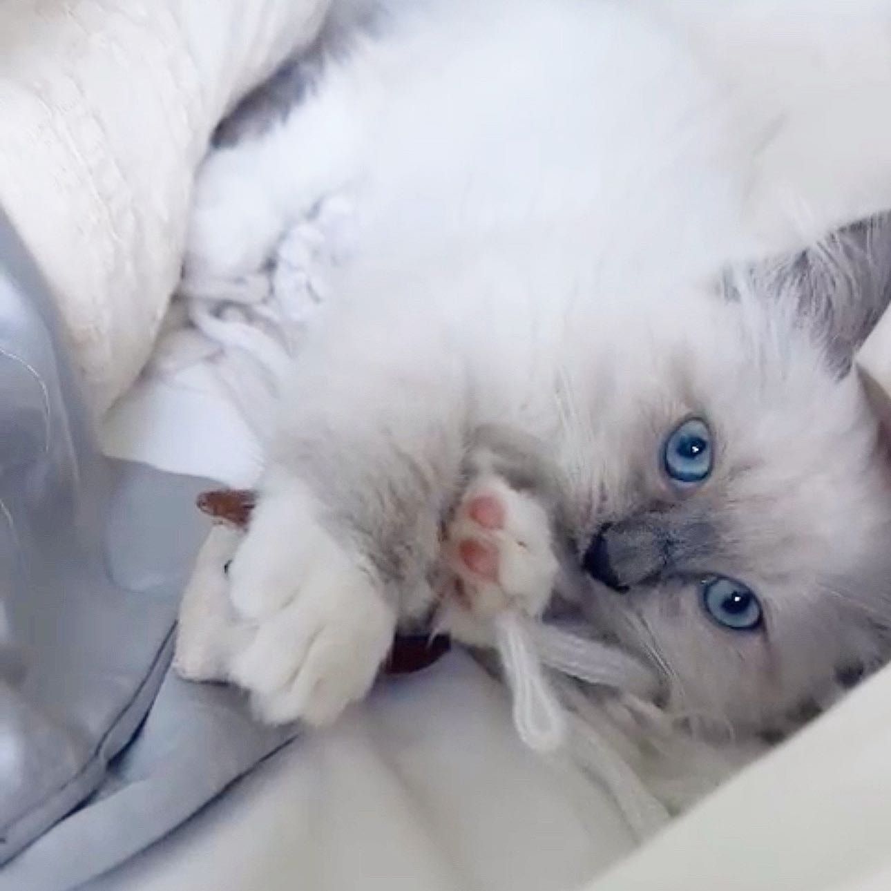 Mya Mittens