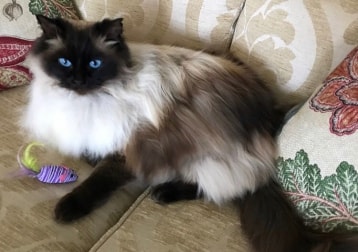 Bella 