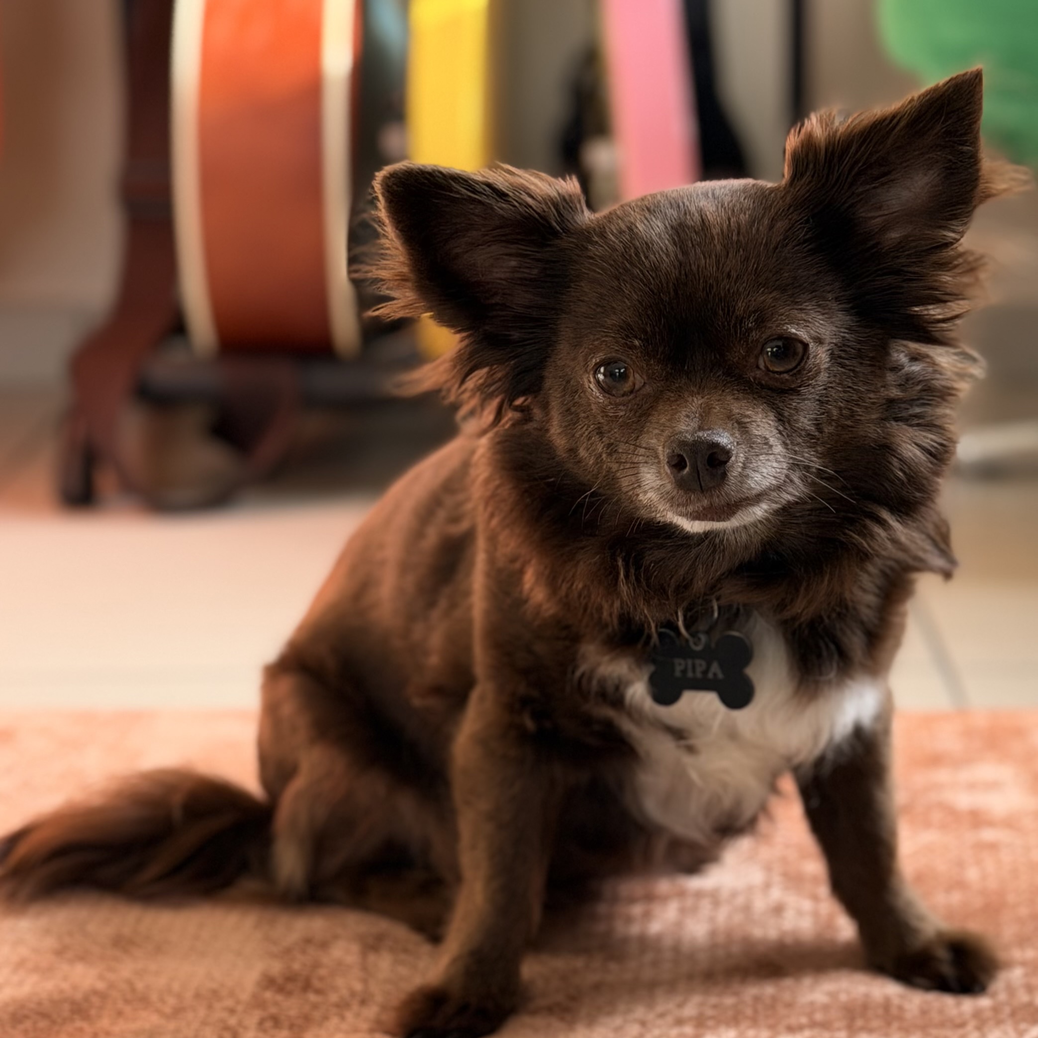 Pipa