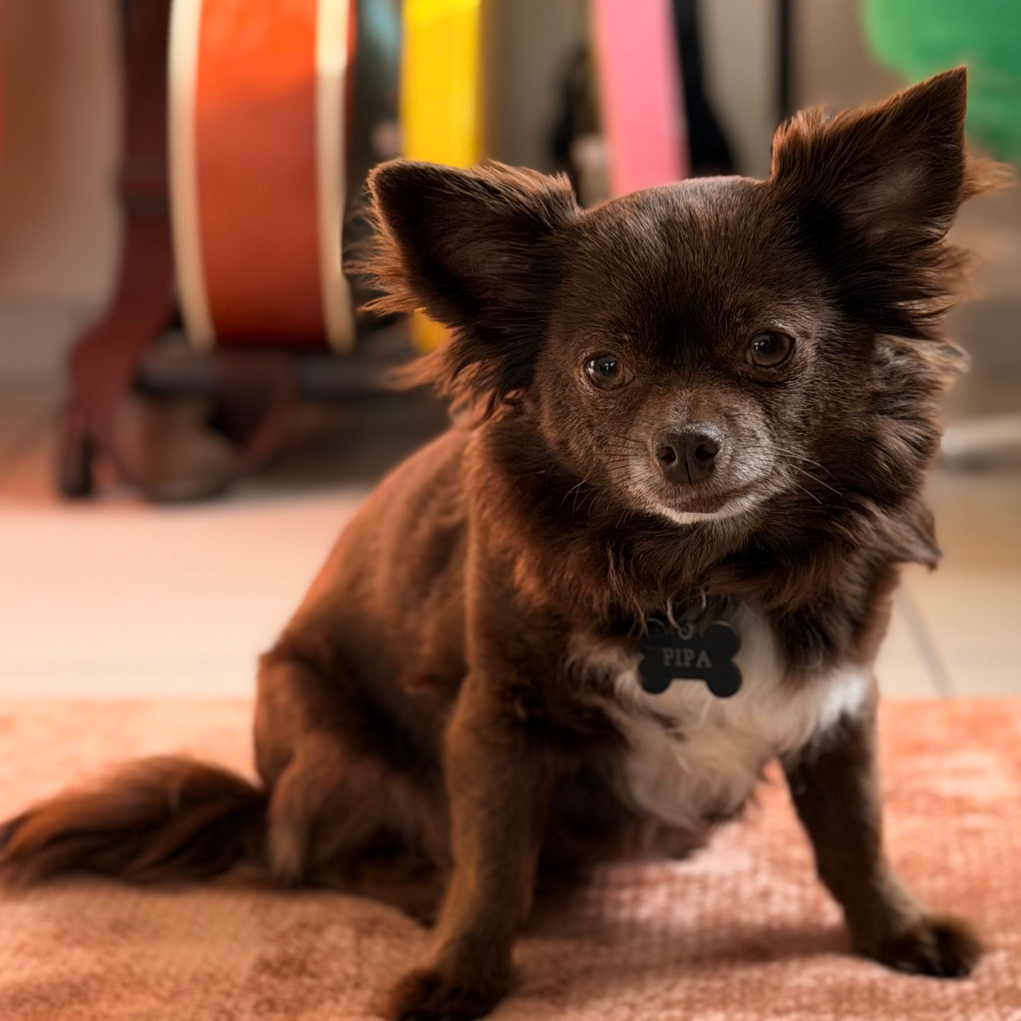 Pipa