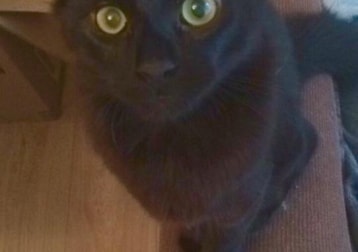 Hector