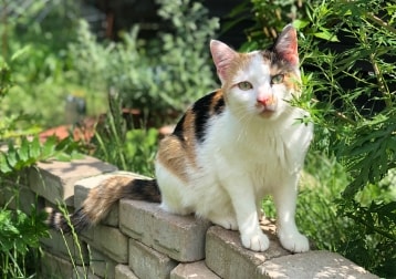 Pia