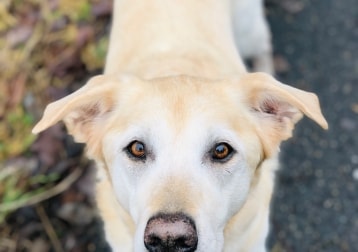 Rocco