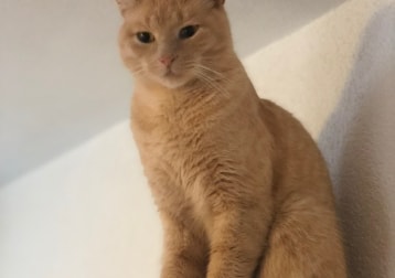 Rufus