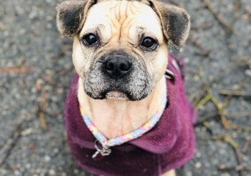 Bonnie