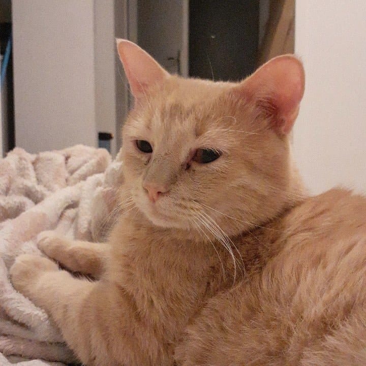 Caramel