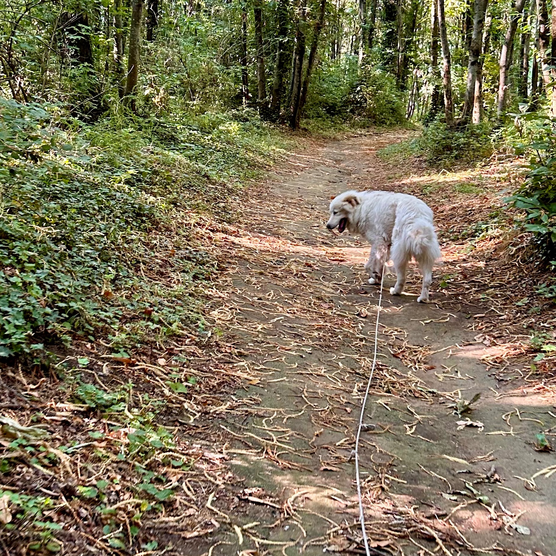 Balù