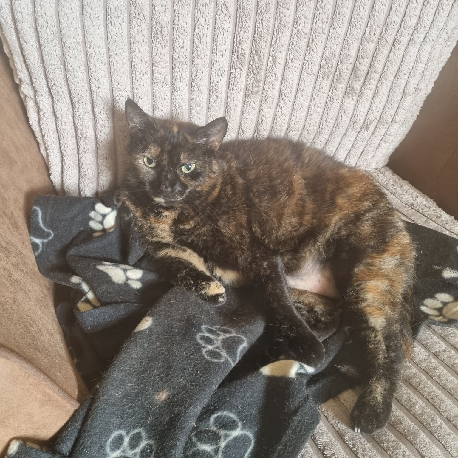 ami