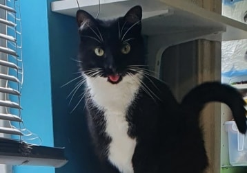 Artemis
