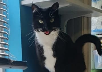 Artemis
