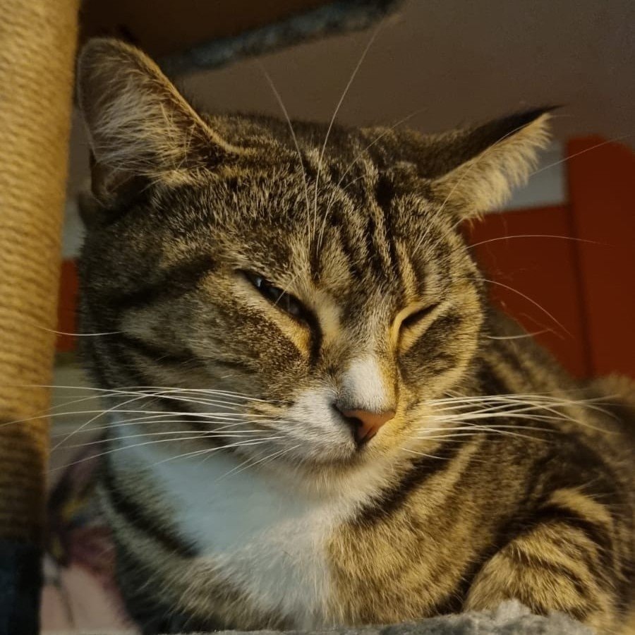 Mika