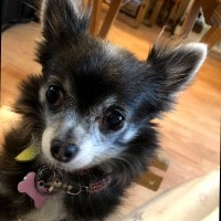 Chi Chi