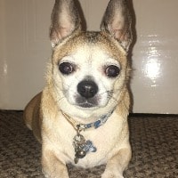 Bruno