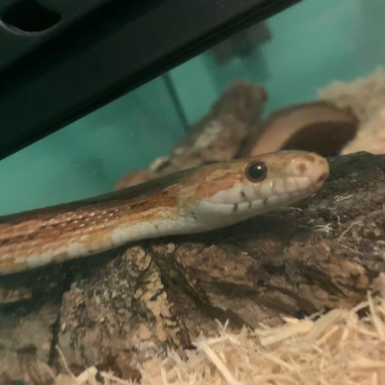 Cob