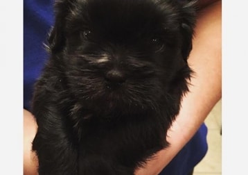 Milo