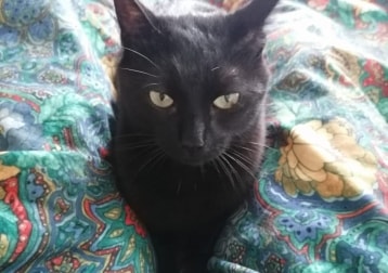 Loki