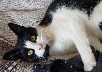 Luni
