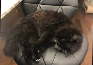Sisko