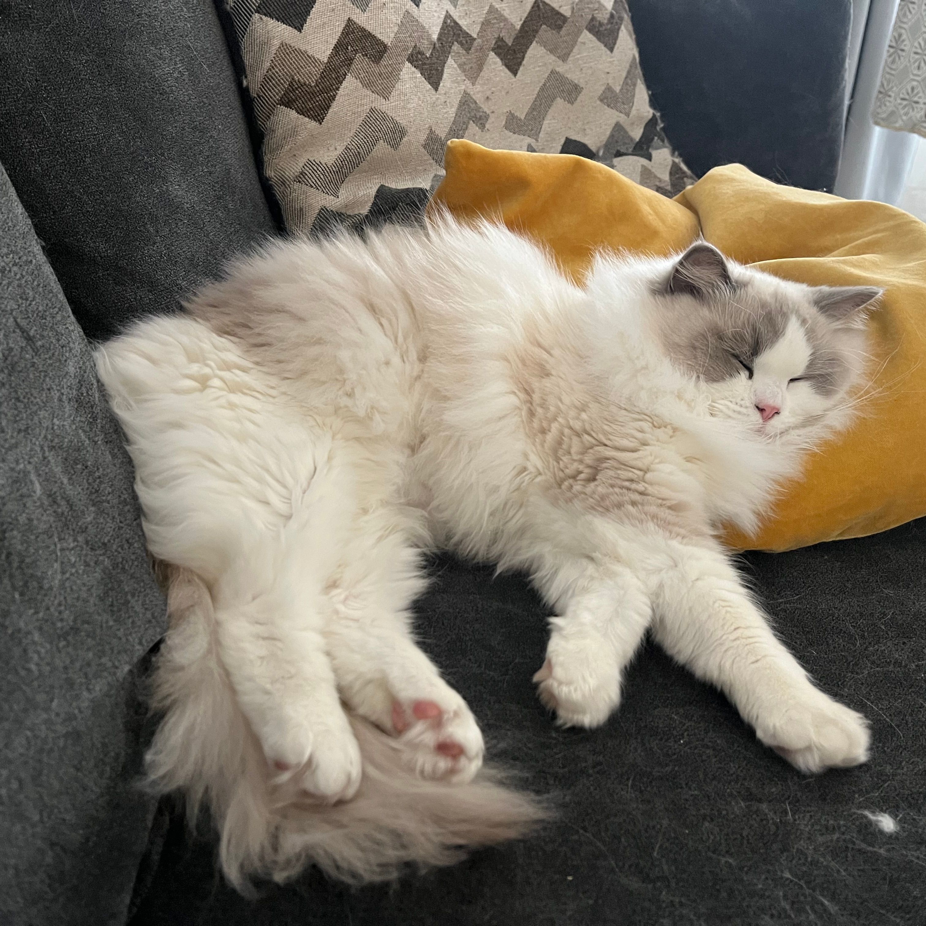 Nyx