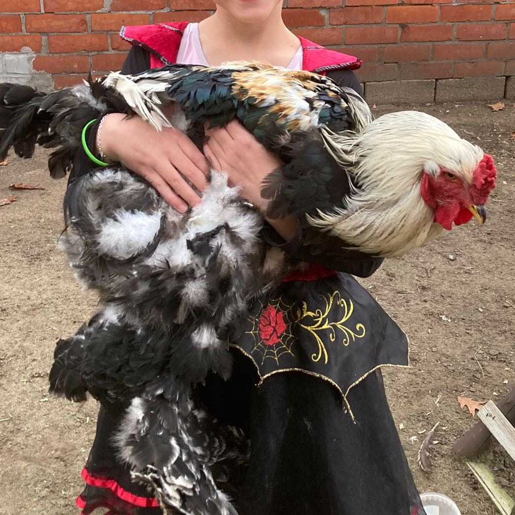 Mike, Sully, Boo, Nugget, Yzma en Kronk