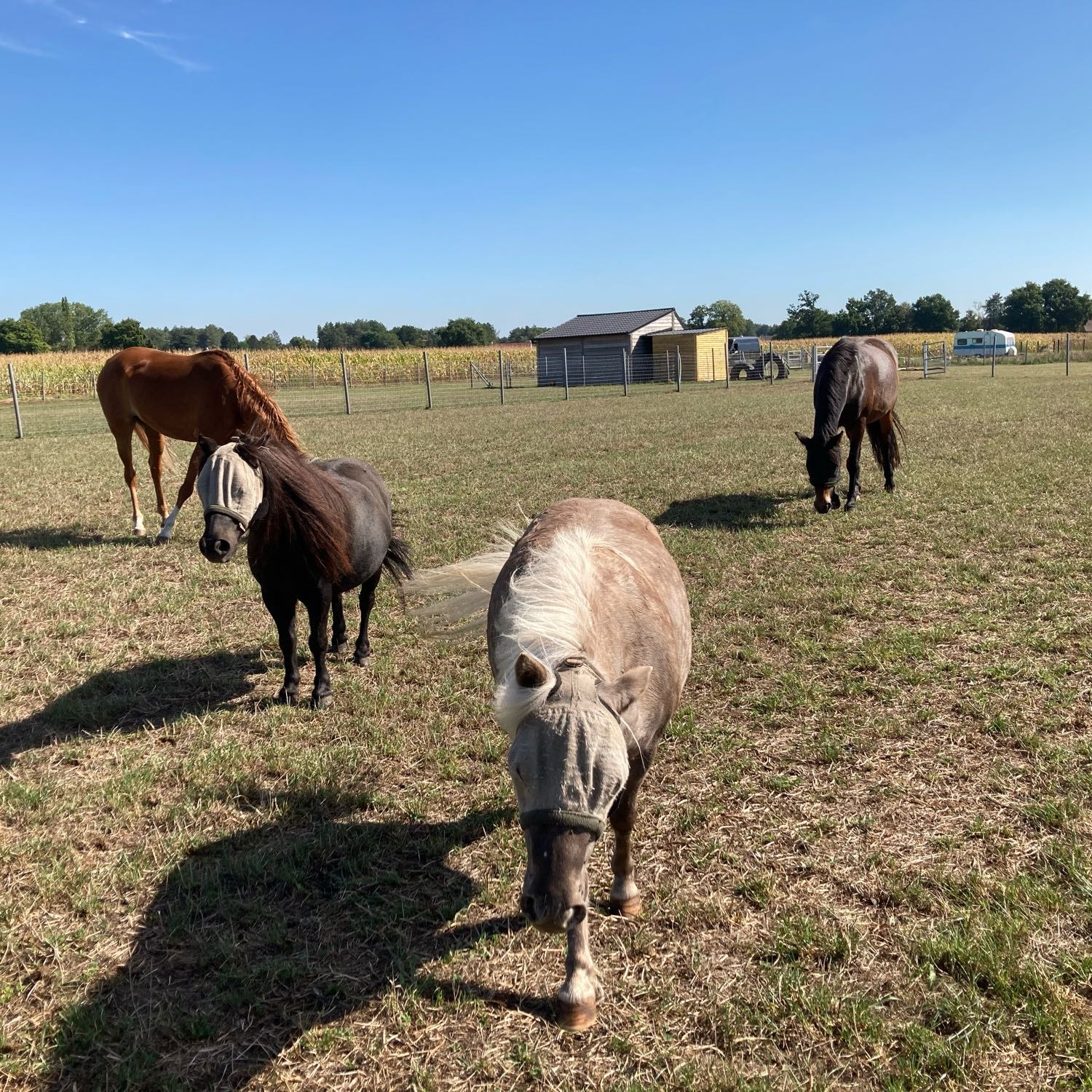 Emi, Janneke, Luna en Bailey 