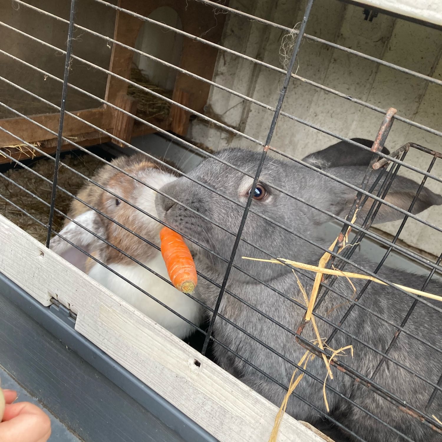 Victoria, Gaston en Jerom 