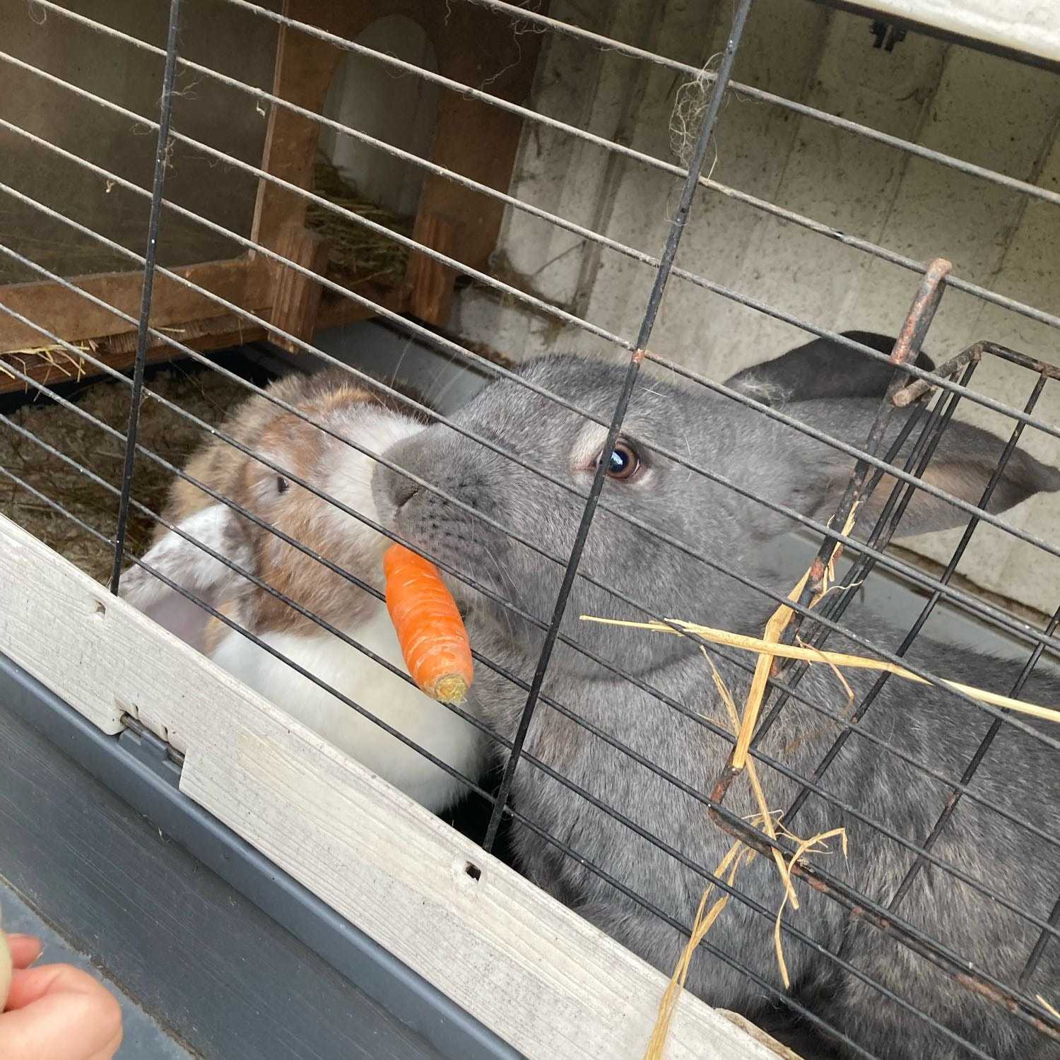 Victoria, Gaston en Jerom