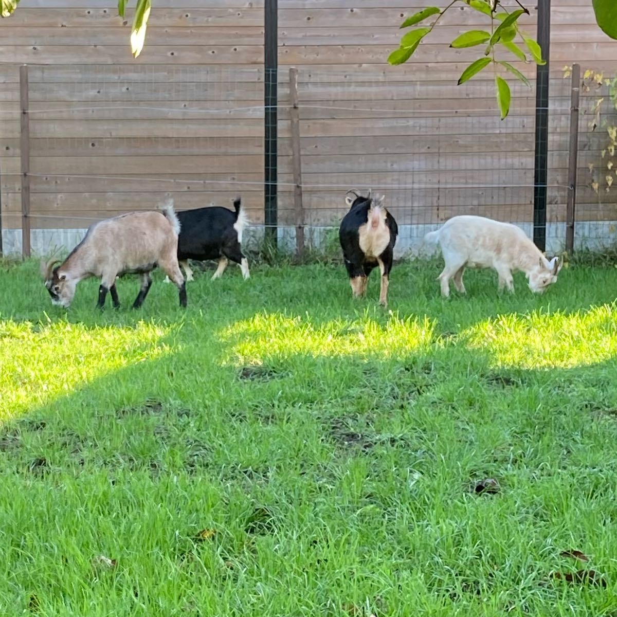 Guido, Fiebe, Billie, Mil en Gust 