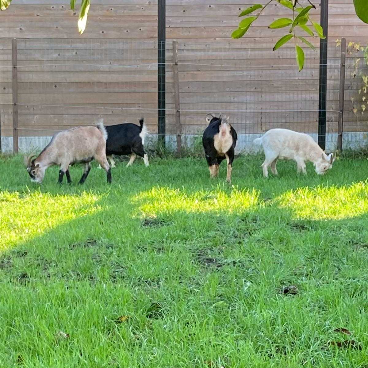 Guido, Fiebe, Billie, Mil en Gust