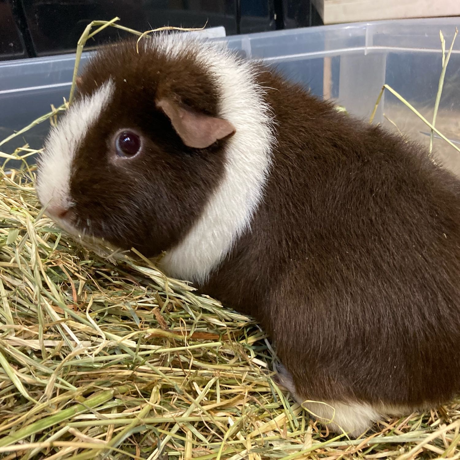 Kuzco, George, Sus, Molly, Dottie, Juultje en Lizzy 