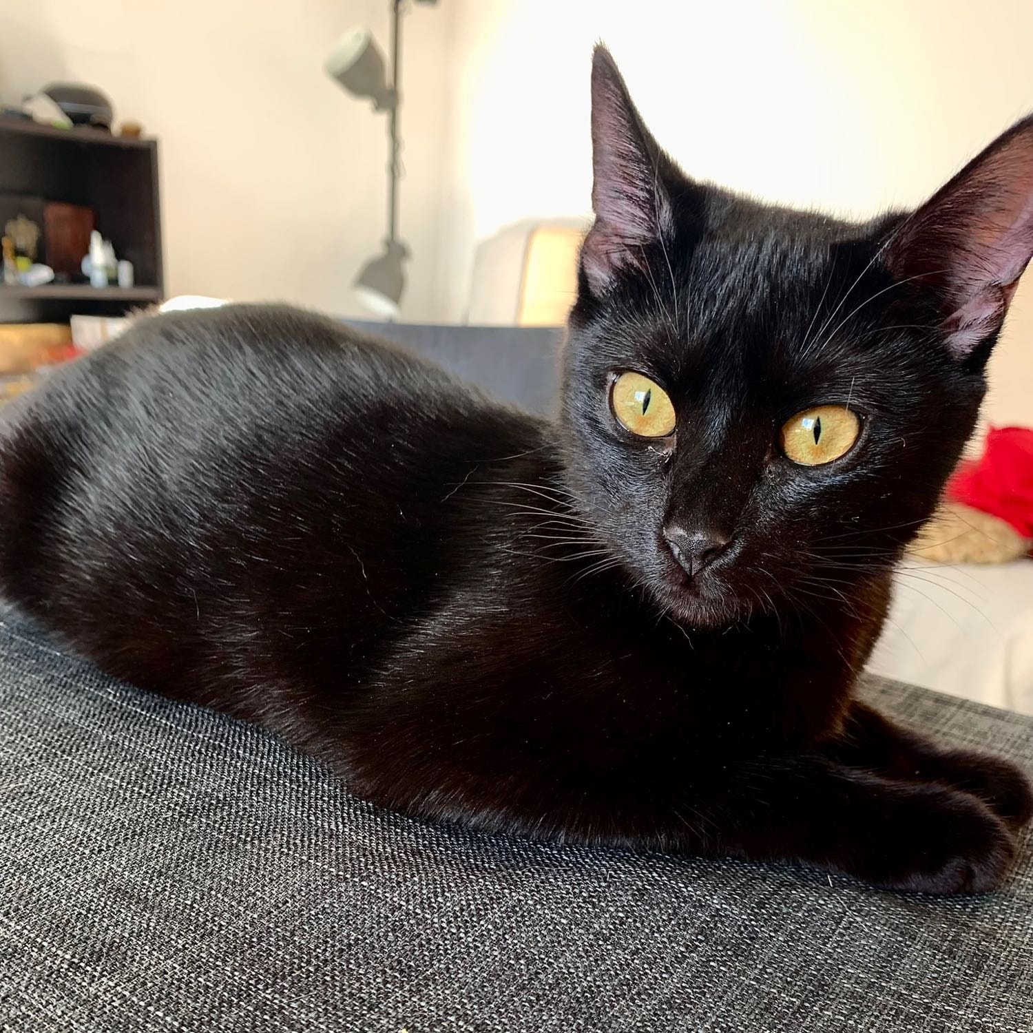 Nina 