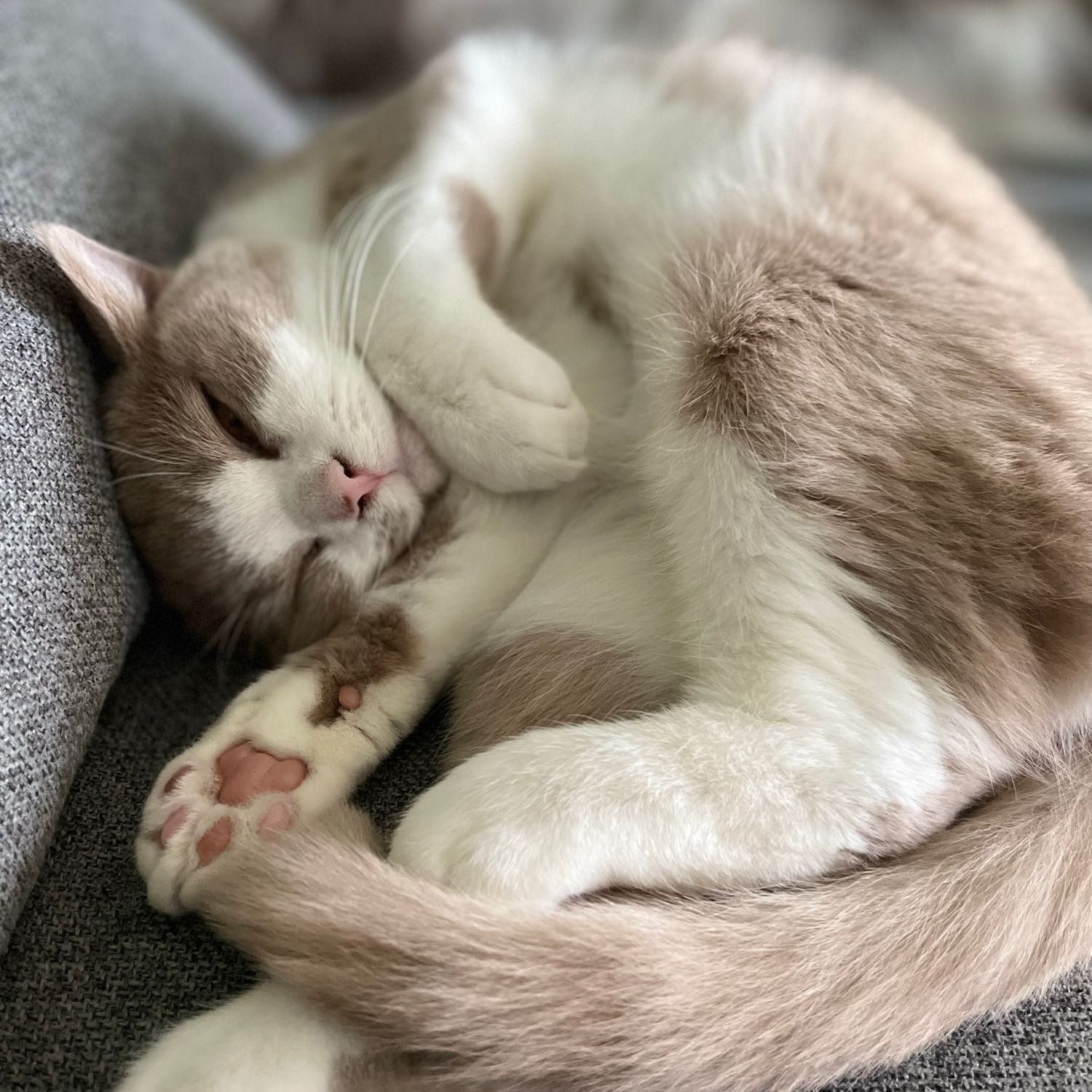 Albert