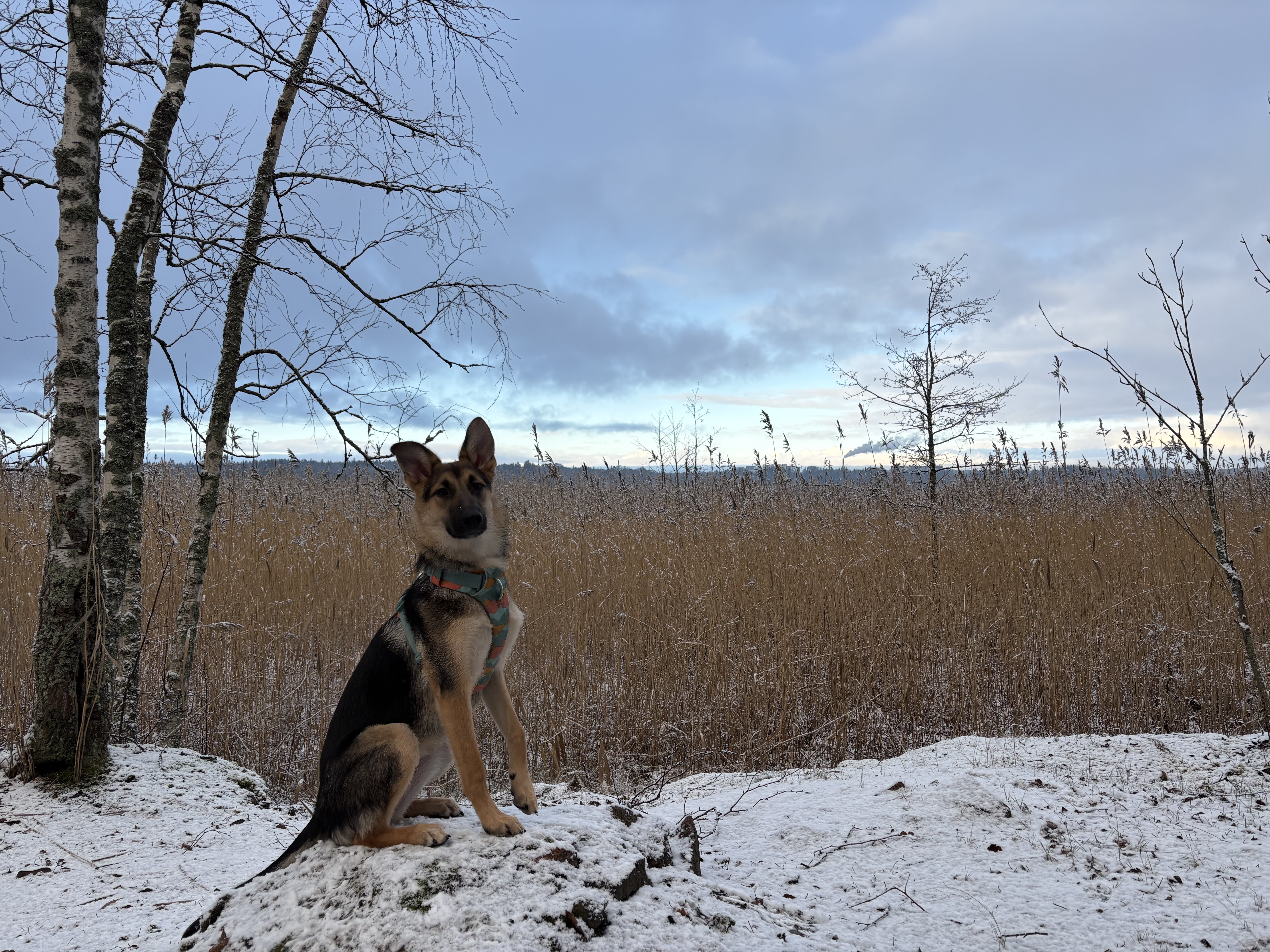 image-10