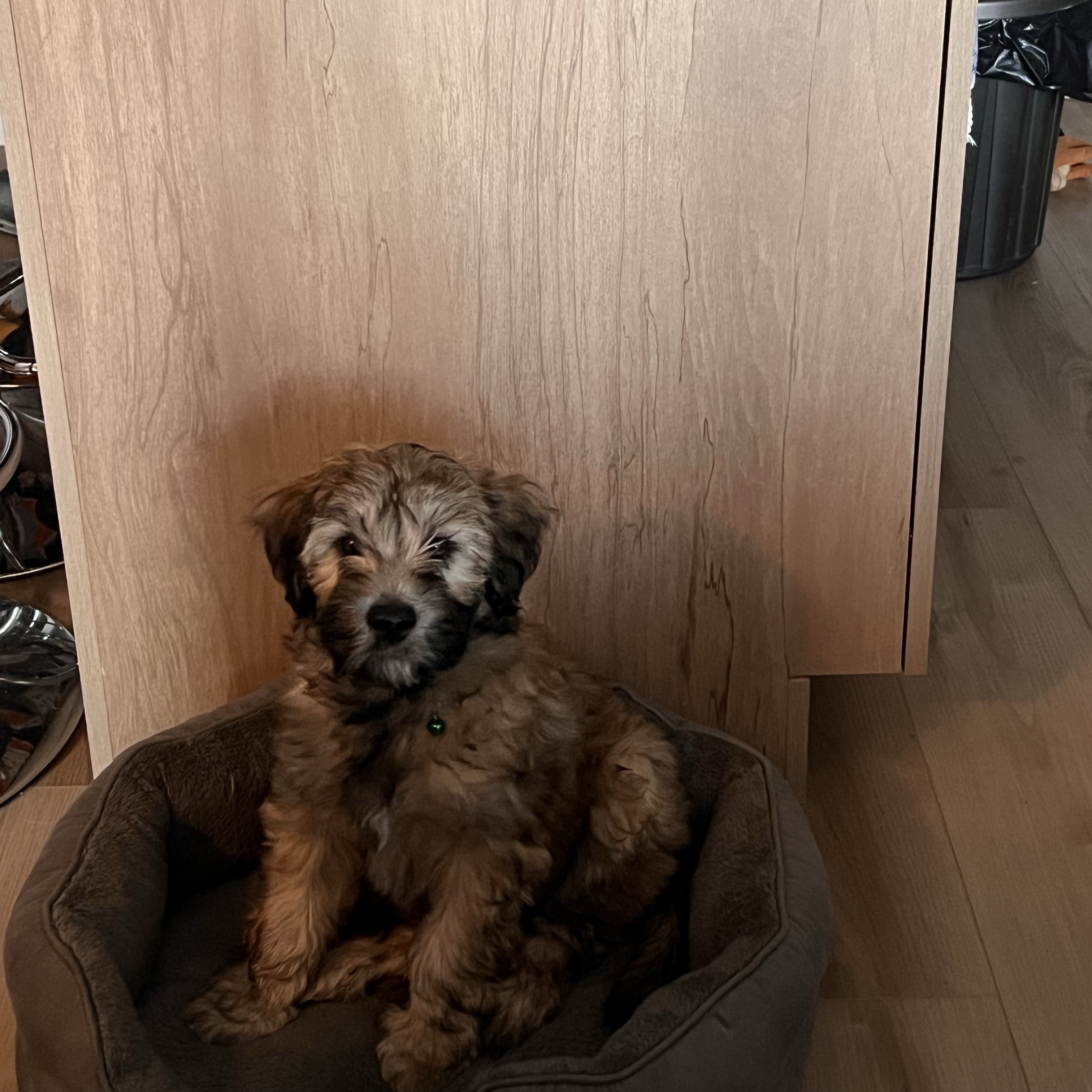 Biscuit 