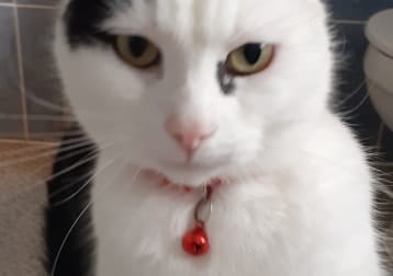 Simba