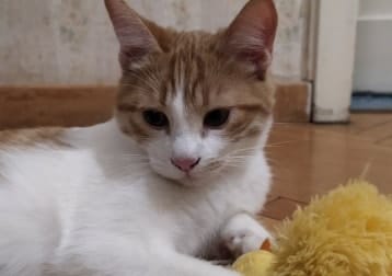 Freddie