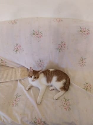 image-9