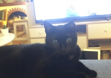 Khaleesi