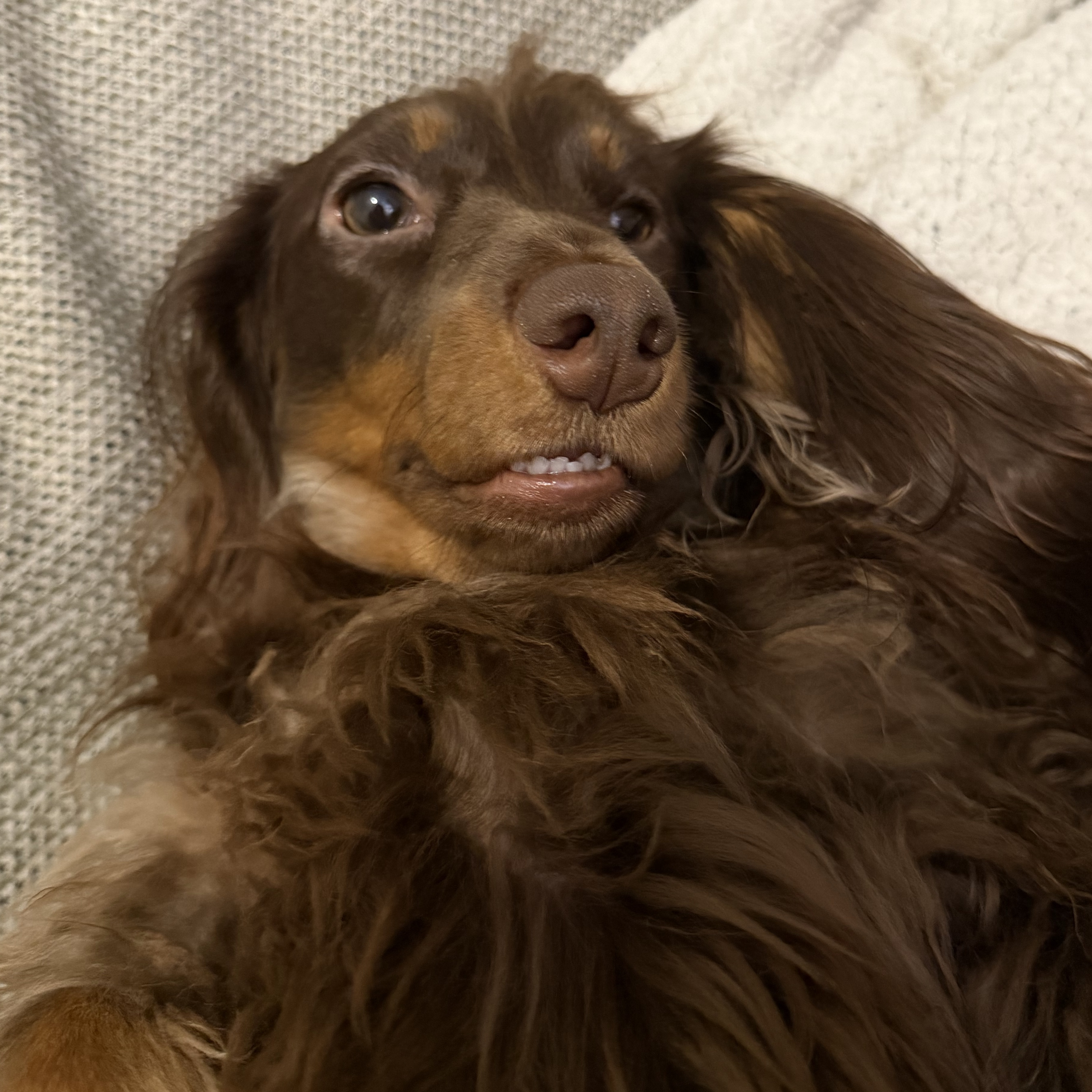 Bella